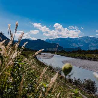 Vista del Reno con banchi di ghiaia e panorama alpino in una giornata di sole nel Liechtenstein, con erbe e fiori selvatici in primo piano
