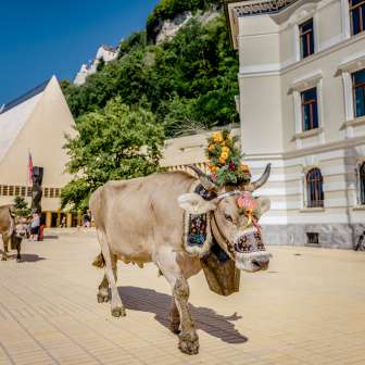 Mucca decorata con fiori durante la tradizionale cavalcata alpina attraverso il quartiere governativo di Vaduz, con il palazzo del Parlamento del Liechtenstein sullo sfondo