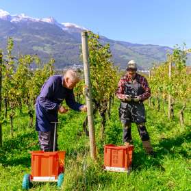 Due viticoltori raccolgono l'uva in un vigneto soleggiato del Liechtenstein con vista sulle Alpi sullo sfondo