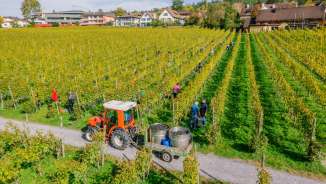 Vendemmia in un vigneto autunnale nel Liechtenstein con aiutanti vendemmiatori e rimorchio per l'uva