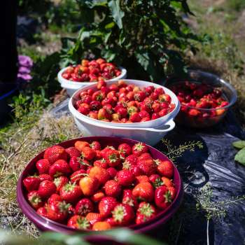 Fragole appena raccolte in grandi vassoi nel campo di Bangshof - varietà di frutta di stagione proveniente dalla nostra coltivazione.