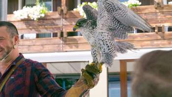 Falconiere con falco sulla mano