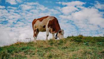 Una mucca bianca e marrone si trova su un pascolo verde sotto il cielo azzurro del Liechtenstein, simbolo di un allevamento adeguato alla specie e della vicinanza alla natura.