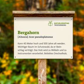 Cartellone didattico con informazioni sull'acero platano (Acer pseudoplatanus) sul sentiero naturalistico di Triesenberg, Liechtenstein, su uno sfondo di foresta dai colori autunnali.