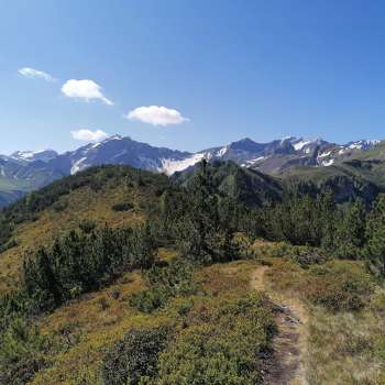 Sentiero escursionistico attraverso la brughiera alpina con vista sulle cime innevate.