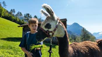 Un ragazzo nutre un lama bianco e marrone con erba fresca sullo sfondo di una montagna alpina nel Liechtenstein.