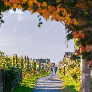 Sentiero del vino autunnale, costeggiato da foglie colorate e da un pergolato di viti.