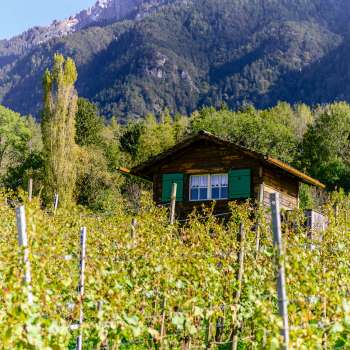 Piccola baita con persiane verdi in mezzo a un vigneto autunnale sullo sfondo delle Alpi