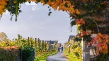 Sentiero del vino autunnale, costeggiato da foglie colorate e da un pergolato di viti.