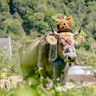 Mucca con elaborate decorazioni floreali e campana tradizionale durante la tradizionale cavalcata alpina in Liechtenstein, in uno scenario naturale verdeggiante