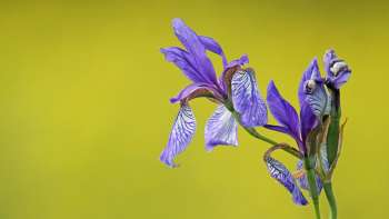 Iris