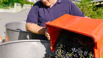L'enologo della cantina Hoop svuota le uve appena raccolte e di colore scuro in una botte - l'inizio della produzione di vino nel Liechtenstein.