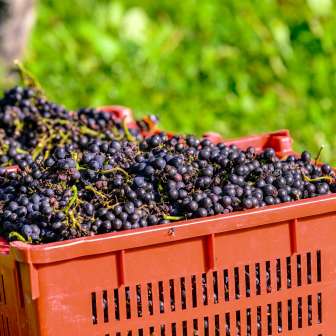 Cassette di uva scura appena raccolta in un prato del Liechtenstein, pronte per la produzione di vino