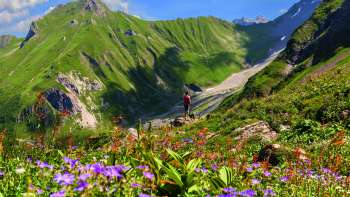 Prati alpini in fiore con fiori viola e rossi sullo sfondo dell'imponente montagna dell'Alp Lawena nel Liechtenstein: un paradiso per gli escursionisti in estate.