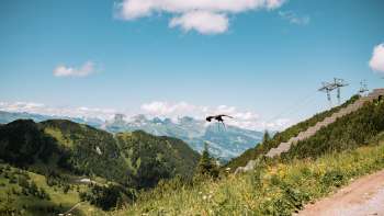 Un maestoso rapace vola sui prati alpini in fiore vicino a Malbun, con vista sulle montagne circostanti e sulla valle del Reno. Un maestoso rapace vola sui prati alpini in fiore vicino a Malbun, con vista sulle montagne circostanti e sulla valle del Reno.