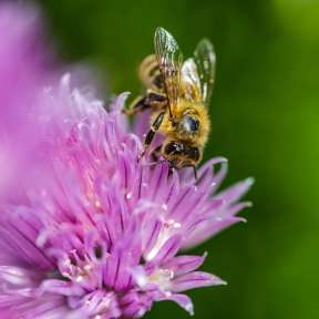Primo piano di un'ape su un fiore viola su uno sfondo verde - simbolo della biodiversità e della conservazione della natura in Liechtenstein