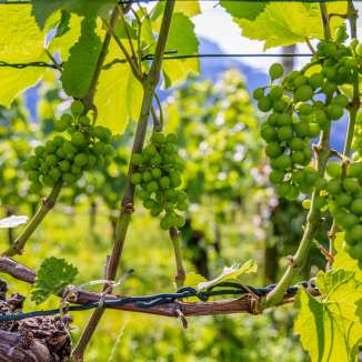 Uva verde alla luce del sole tra i filari di vite nel Liechtenstein: un simbolo della viticoltura regionale e dell'atmosfera estiva