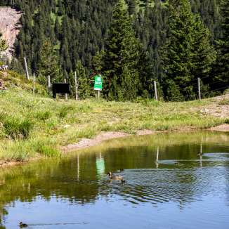 Le anatre nuotano nel tranquillo lago di Saas a Malbun, nel Liechtenstein, circondate da boschi di conifere e da un verde paesaggio montano