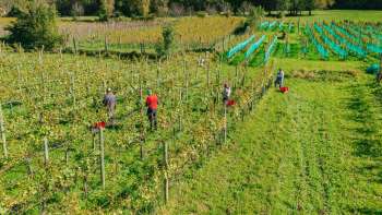 Vendemmia nel vigneto soleggiato della cantina Hoop - lavoro manuale e qualità regionale del Liechtenstein.