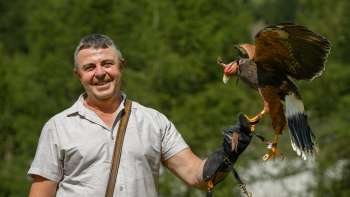 Falconiere con il falco di Harris sulla mano