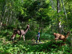 Un bambino conduce un lama lungo un sentiero nella foresta attraverso la macchia verde durante il trekking con lama e alpaca