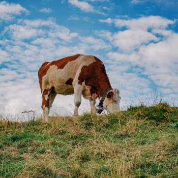 Una mucca bianca e marrone si trova su un pascolo verde sotto il cielo azzurro del Liechtenstein, simbolo di un allevamento adeguato alla specie e della vicinanza alla natura.