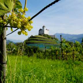 Uva matura in primo piano, alle spalle rocca di Gutenberg a Balzers - paesaggio vitivinicolo nel Liechtenstein