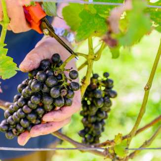 Primo piano di una mano che taglia con le forbici i grappoli scuri e maturi dalla vite durante la vendemmia in Liechtenstein
