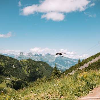 L'aquila vola sulle montagne del Liechtenstein