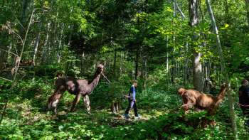 Trekking con lama e alpaca nella foresta ombrosa