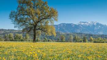  Prato fiorito di primavera nella riserva naturale Ruggeller Riet con un unico albero e le Alpi innevate sullo sfondo