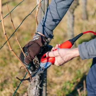 Potatura in vigna con forbici elettriche nell'ambito della viticoltura quasi naturale del Liechtenstein