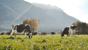 Le mucche pascolano su un prato lussureggiante nel Liechtenstein, con un pittoresco sfondo di montagne: una visione idilliaca dell'agricoltura sostenibile.