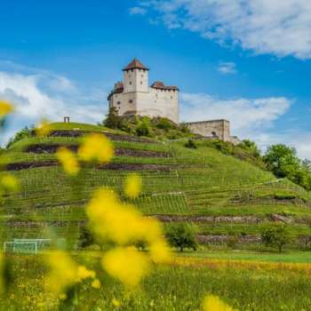 Rocca di Gutenberg troneggia su un vigneto verde con fiori gialli e brillanti