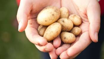 Raccolta di patate