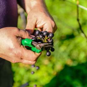 Primo piano di un viticoltore che taglia l'uva matura con forbici verdi durante la vendemmia in Liechtenstein