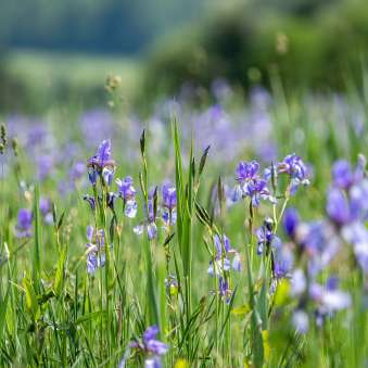 Primo piano di iris viola in un prato della Riserva naturale Ruggeller Riet Liechtenstein, in una soleggiata giornata estiva.