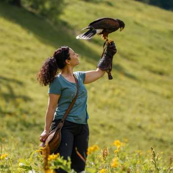 Harris-Hawk siede sulla mano di una donna