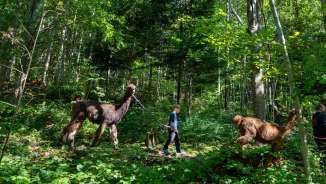 Un bambino conduce un lama lungo un sentiero nella foresta attraverso la macchia verde durante il trekking con lama e alpaca