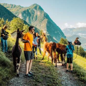 Escursione guidata con i lama su un sentiero di montagna