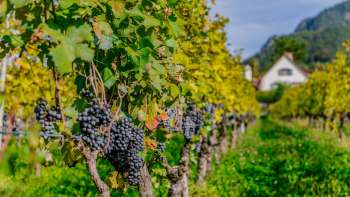 Uva blu matura appesa alle viti di un vigneto soleggiato a Vaduz