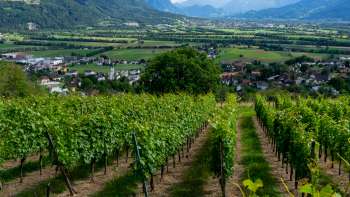 Cantina Castellum