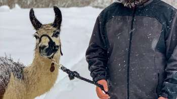 Escursione con lama e alpaca nelle montagne del Liechtenstein