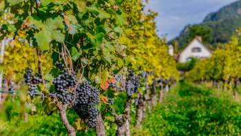 Uva blu matura appesa alle viti di un vigneto soleggiato a Vaduz