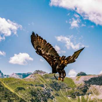 L'aquila vola sulle montagne del Liechtenstein