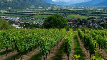 Cantina Castellum