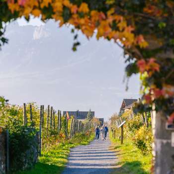 Sentiero del vino autunnale, costeggiato da foglie colorate e da un pergolato di viti.