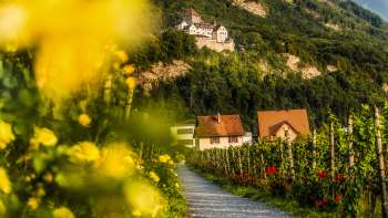 Vigneto in fiore con vista sul castello di Vaduz nel sole della sera. Vigneto in fiore con vista sul castello di Vaduz nel sole della sera.