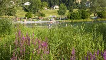 Fiori di prato in fiore davanti al lago balneabile di Grossabünt, una meta escursionistica molto apprezzata nel Liechtenstein dagli amanti della natura e dei bagni.