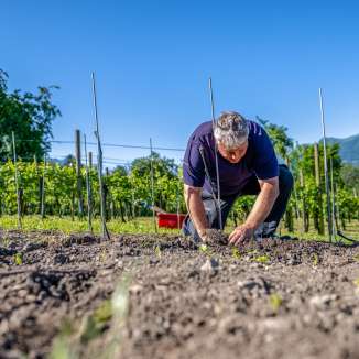 Un viticoltore pianta giovani viti in un vigneto soleggiato del Liechtenstein, davanti a un paesaggio alpino